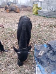 хочу купить щенка немецкой овчарки: Продаю | Бык (самец) | Ангус | На откорм, На забой, Для разведения | Искусственник — 4