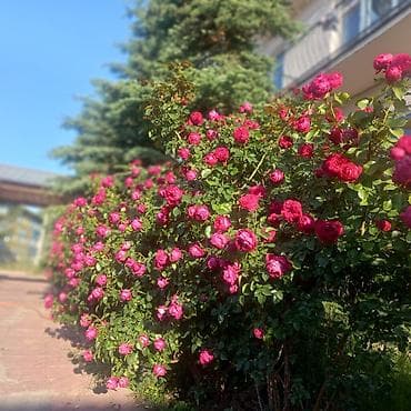 Гостевой дом «Кумбел» в с. Бостери для семейного и корпоративного