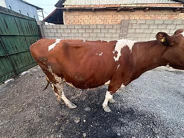 рабочи ат: Продаю | Корова (самка) | Для молока | Не стельные — 4