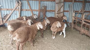 козу эти: Продаю | Овца (самка) | Для разведения | Племенные — 6