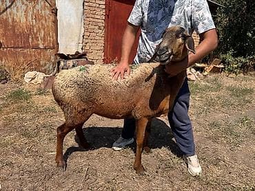 Продам с/х животных: Продаю | Овца (самка) | Арашан | Для разведения | Матка — 8