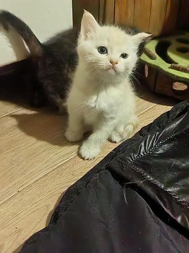 котик белый: Скотиш Страйт (Шотландская прямоухая), 1 месяц, Девочка, Биколор, Приучена к лотку — 5