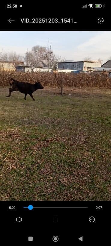 продаю дойная корова: Продаю | Корова (самка), Тёлка, Музоо, торпок | Швицкая, Абердин-ангус | На откорм, Для разведения, Для молока | Племенные — 5