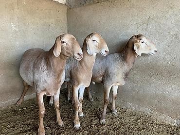 Баран, овца: Продаю | Баран (самец) — 1