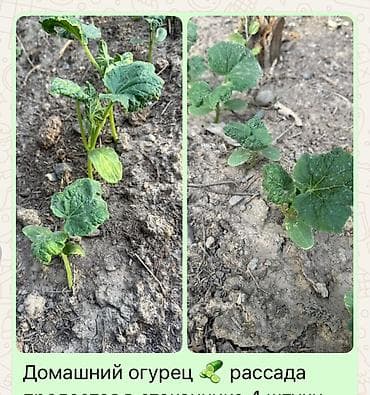 карнавальный костюм огурец: Домашний огурец — рассада. - Тип: рассада огурца (в открытом грунте) — 1