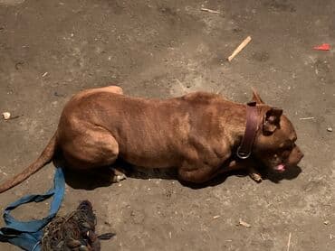 Вязка собак: Питбуль, 1 год, Самец, С прививкой — 3