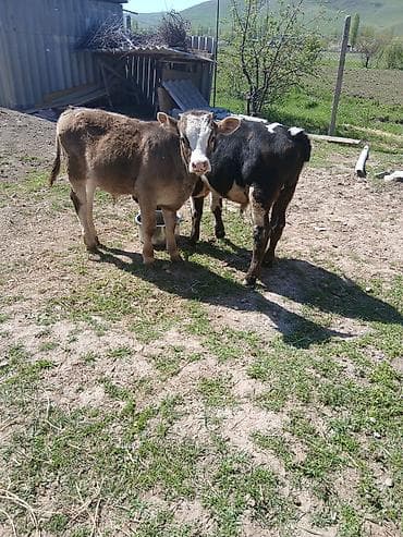 куда отдать собаку бишкек: Продаю | Бык (самец) | Полукровка | На откорм | Привязанные — 2