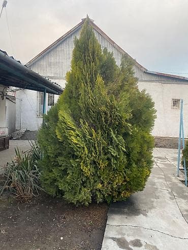 Туя западная (Thuja occidentalis), декоративные взрослые растения для