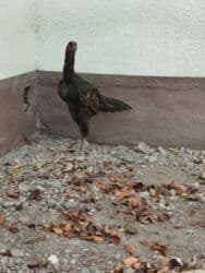 брокерское объединение феникс бишкек: Дакан жожо короз сатылат активный алмашу жолдору бар адрес Бишкек — 2