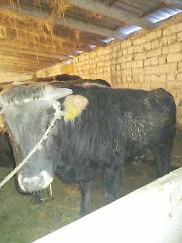 уй сх животное: Продаю | Бык (самец) | На откорм | Привязанные — 5