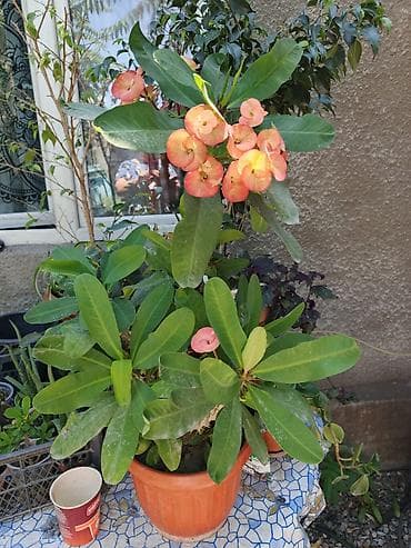 корона вода: Эвфорбия Милля (Euphorbia milii, «Терновый венец») в пластиковом — 2