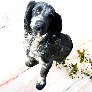 симментальская порода купить: Спаниель, 4 месяца, Самка, С прививкой — 1