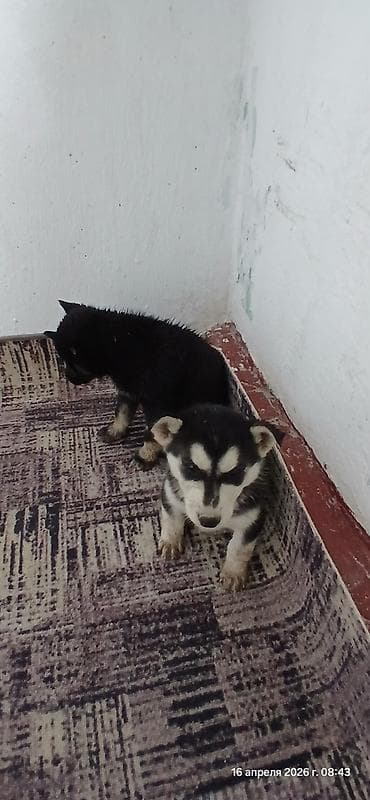 сколько стоит собака хаски: Щенки В ДОБРЫЕ РУКИ смесь с хаски помёт из 3 малышей. Окрас: - чёрный — 7