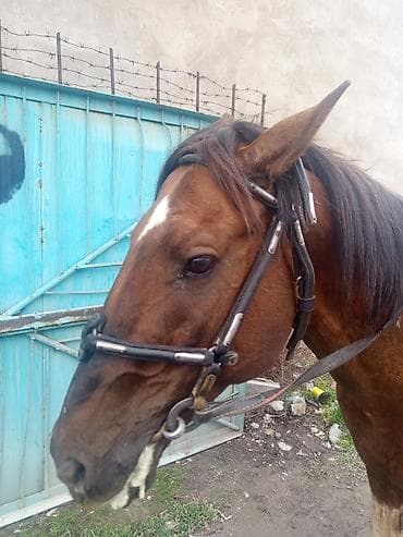 Үй жаныбарлары: Сnaффл-уздечка для лошади с поводьями - Тип: уздечка с трензелем — 2