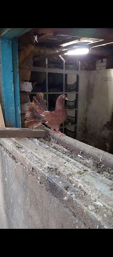 голубей бишкек: Павлины-голуби (декоративные) цена за пару 2500 тыс сом обращаться по — 3