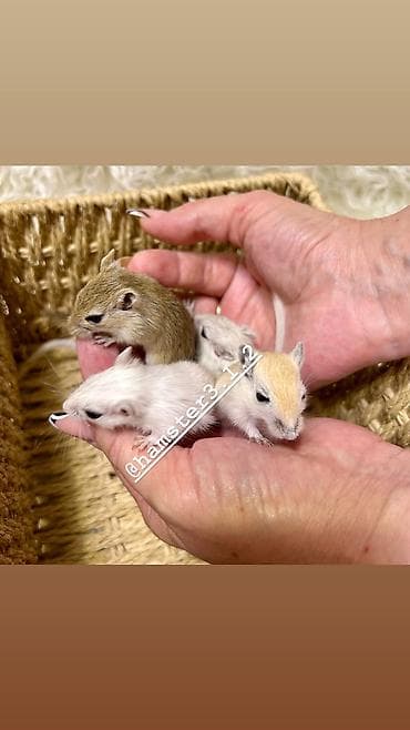 Күсөндөр: Ручные песчанки монгольские. Красивые окрасы, есть девочки и мальчики — 3