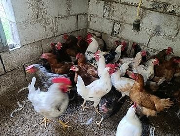 бодоно бишкек: Домашние куры 30 штук общий 28 курей 2 петуха куры после линки у — 9