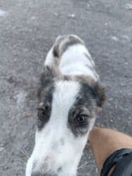 стол находок документов: Бишкек В районе панорамы (гаражный кооператив 21) бегает молодой — 4