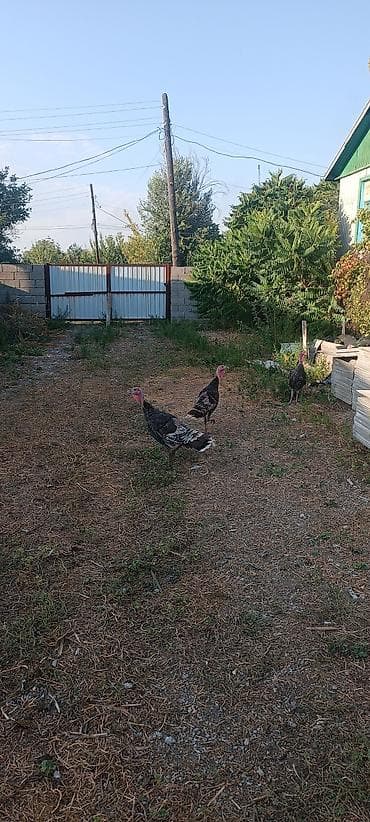 сколько стоят индюки: Продаю | Индюшата | Полукровка | Для разведения — 3