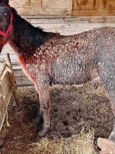 Аквариумдар: Сатам | Байтал | Англиялык | Көбөйтүү үчүн | Мерин — 1