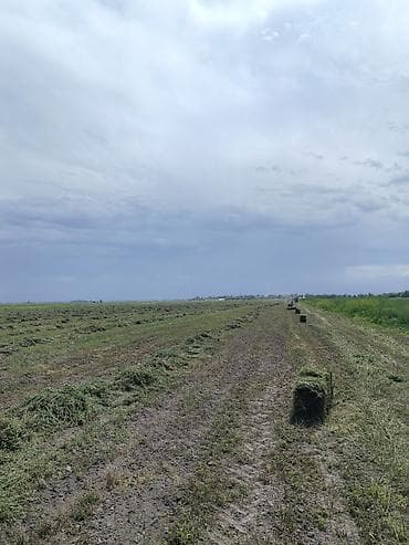 керме тоо: Беде тук Бир жамгырга калды 150 сомдон с поля алып кетткиле — 2