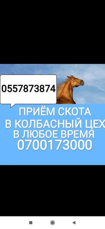 продажа домашних животных: Куплю | Коровы, быки, Лошади, кони, Другие с/х животные | Круглосуточно, Любое состояние, Забитый — 1