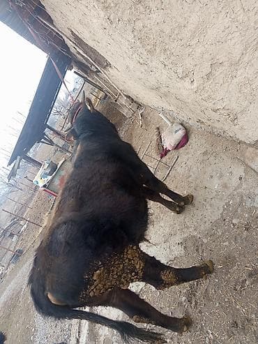 үй жаныбарлар: Сатам | Бука (эркек) | Швиц | Бордоп семиртүү үчүн | Асыл тукумдуу — 7