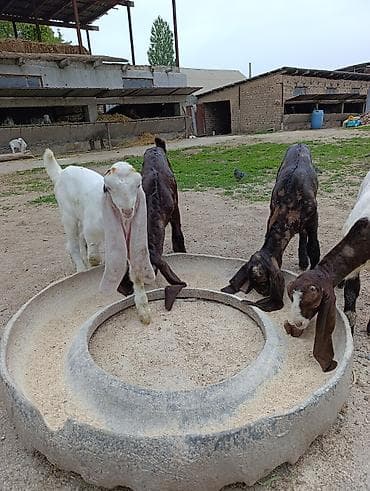 canada goose: Продаю | Козлёнок | Нубийская | Для разведения | Племенные — 4