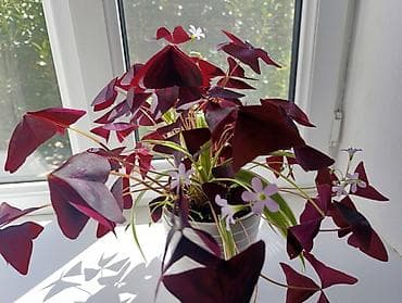 Оксалис треугольный (Oxalis triangularis), «фиолетовый кислица» в — 1