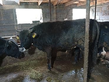 прием быков: Продаю | Бык (самец) — 4