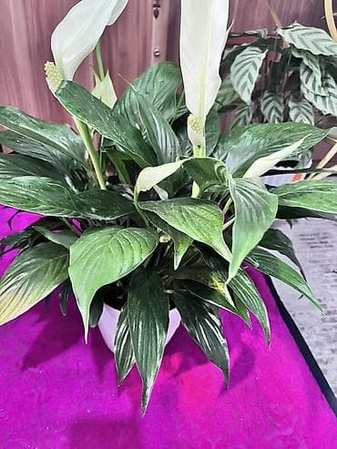 Акча багы: Комнатные растения (в кашпо/горшках) 1) Сансевиерия (Sansevieria — 2