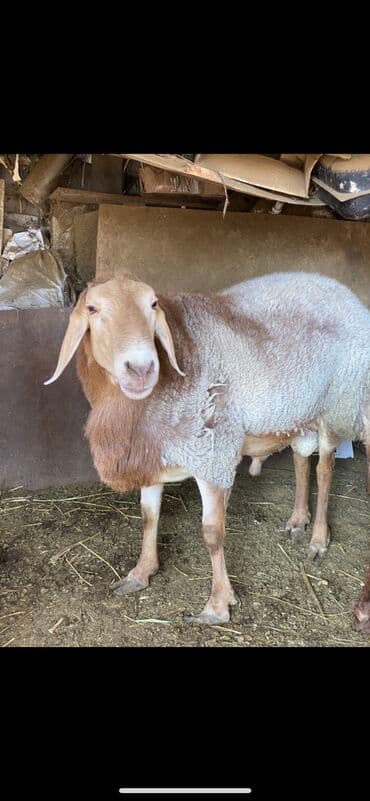 сколько стоит корова в кыргызстане 2023: Кочкор сатылат 3 жаш — 4