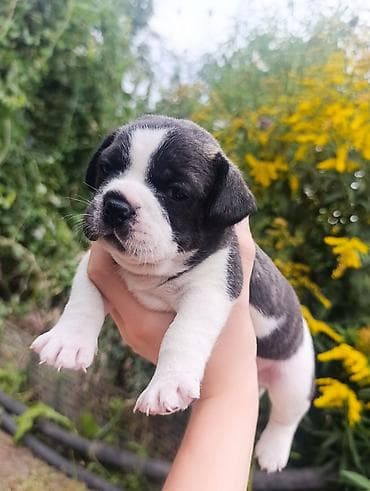 Продажа собак: Бульдог, 1 месяц, Самец — 3