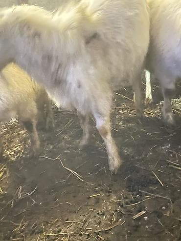 абиссинская кошка купить: Продаю | Коза (самка) | Для разведения | Племенные — 1