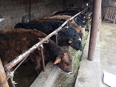 теленок сколько стоит: Продаю | Бык (самец) | Швицкая | На откорм — 7