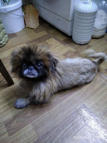 охотничая собака: Продается пекинес мальчик 3 года в хорошую славянскую семью — 2