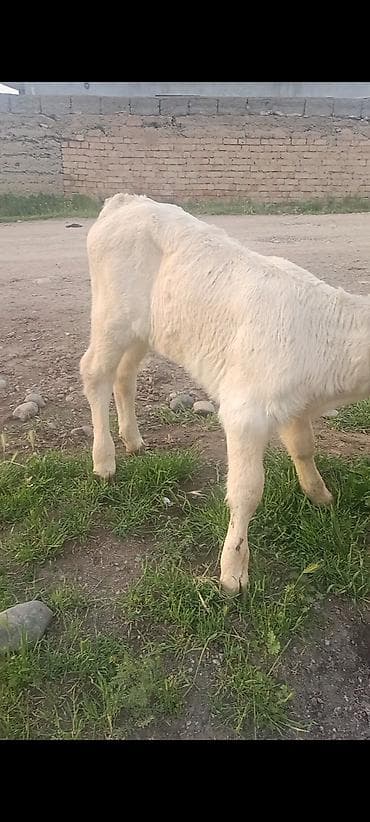 тук сокулук: Сатам | Уй (ургаачы) | Аргын | Көбөйтүү үчүн | Музоологондон кийин — 5