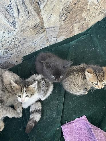 кошки сиамские: Милые котята домашнего помёта. Описание: - Возраст примерно 1–1,5 — 1