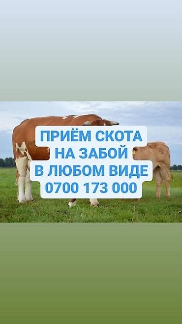 Куплю | Коровы, быки, Лошади, кони, Другие с/х животные | Круглосуточно, Любое состояние, Забитый