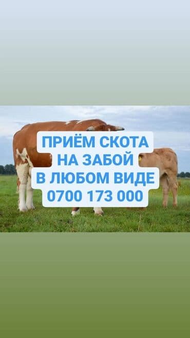 разведение сельскохозяйственных животных: Куплю | Коровы, быки, Лошади, кони, Другие с/х животные | Круглосуточно, Любое состояние, Забитый — 1
