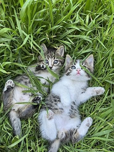 жалал абад кошка: 🐾 Очаровательные котята ищут дом! 4 пушистых малыша готовы подарить — 4