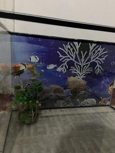 купить рыбу клоуна: Аквариум из стекла с декоративным фоном - Прямоугольный аквариум из — 3