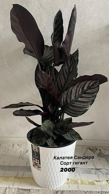 калате: Калатея Сандера, сорт «Гигант» - Эффектное тропическое комнатное — 1