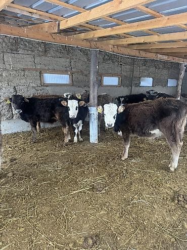 6 месяцев: Продаю | Бык (самец) | Алатауская | Для разведения | Привязанные — 9