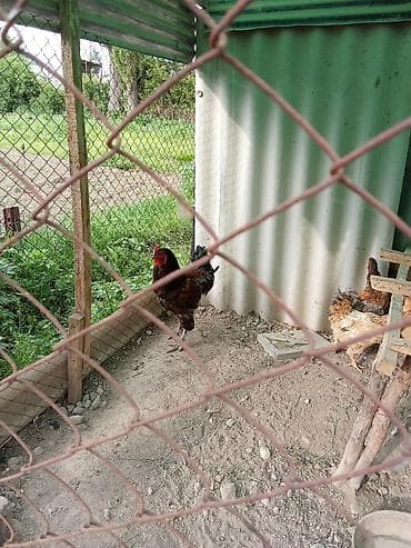 сколько стоит мальтипу мини: Продаю | Петух | Для разведения — 3