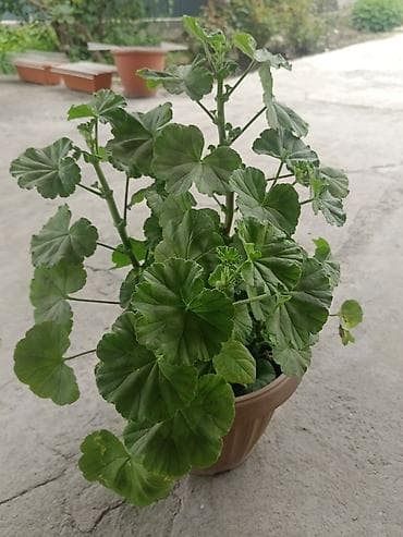 купить гибискус комнатный: Пеларгония зональная (герань) в горшке - Компактный — 8