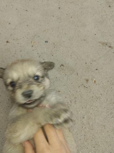 добрый: Отдаю щенят в добрые руки 🐶 Очень ласковые, игривые, уже начинают — 6