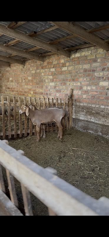 Продаю | Овца (самка), Ягненок | Арашан | Для разведения | Племенные, Ярка at lalafo.kg Продаю | Овца (самка), Ягненок | Арашан | Для разведения | Племенные, Ярка