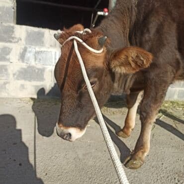 Иттер: Сатам | Кунаажын | Ангус | Бордоп семиртүү үчүн | Асыл тукумдуу — 1