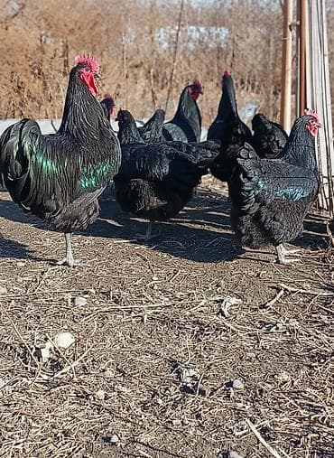 Продаются куры породы Джерси 3+1 семейка Цена: по 2500сом адрес